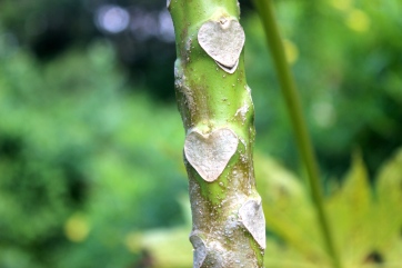 The heart-shaped markings on the trunk indicate where the fruit grows
