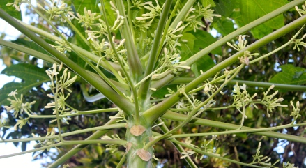 Flowers of the papaya plant